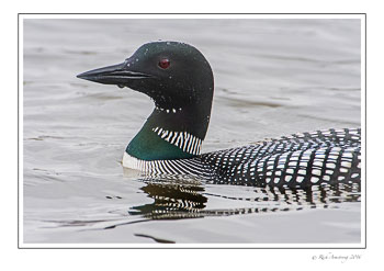 loon-6c-frm-copy.jpg