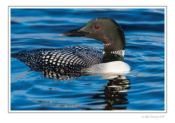 loon-6d-frm-copy.jpg