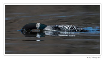 loon-6e-copy.jpg