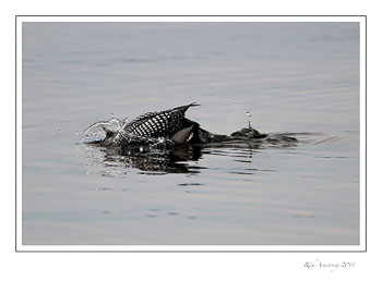 loon-7-frm-copy.jpg