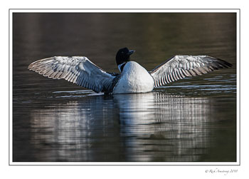 loon-7-wing-spread-copy.jpg