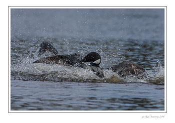 loon-7d-water-fight-frm-copy.jpg