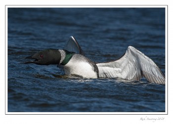 loon-8e-copy.jpg
