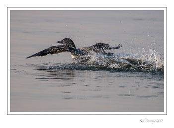 loon-9-frm-copy.jpg