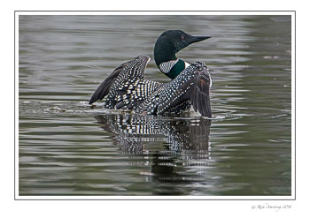 loon-9c-frm-copy.jpg