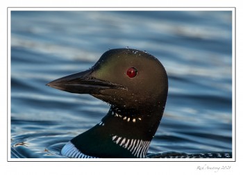 loon-9h-copy.jpg