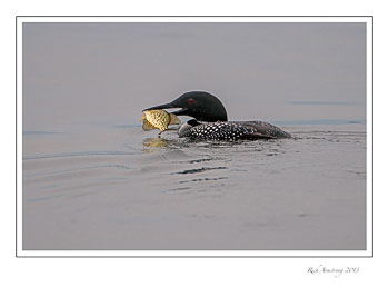 loon-n-crappie-1-frm-copy.jpg