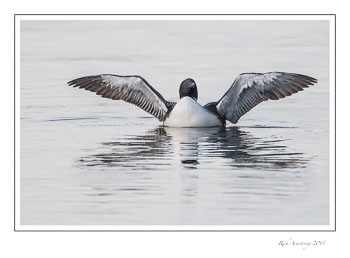 loon-wing-spread-frm-copy.jpg