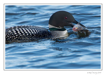 loon-with-fish-3-copy.jpg
