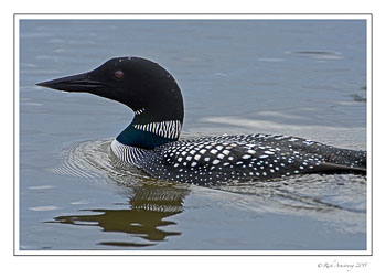 loon5.jpg