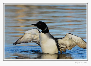 loon6_.jpg