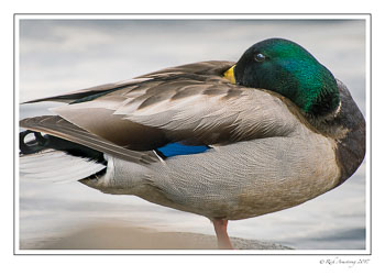 mallard-2-copy.jpg