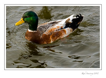 mallard-2-frm.jpg