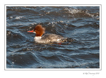 merganser-2-frm-copy.jpg