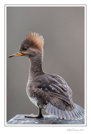 merganser-F-3b-frm-copy.jpg