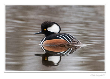 merganser-M-1-frm-copy.jpg