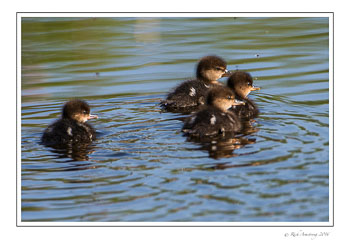 merganser-chicks-1-frm.jpg