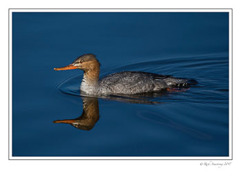 red-breasted-merganser-1-copy-2.jpg