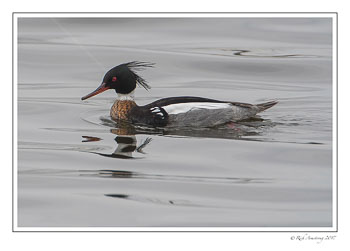 red-breasted-merganser-copy.jpg