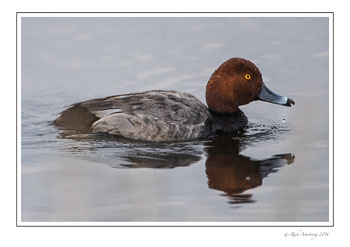 red-head-duck-1frm.jpg