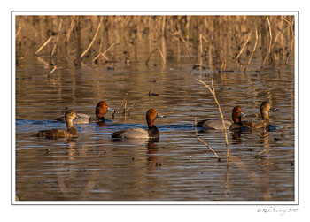 redhead-ducks-2-copy.jpg
