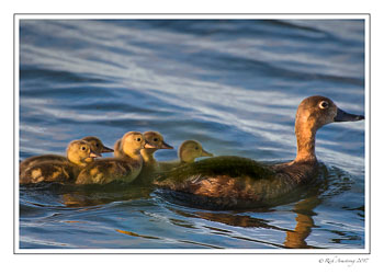 redhead-family-1-copy.jpg