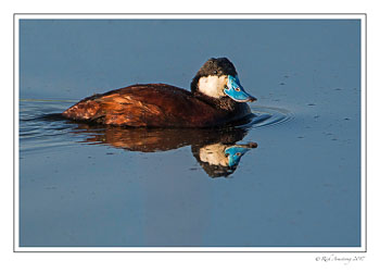ruddy-duck-male-1-copy.jpg