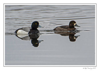 scaup-3-copy.jpg