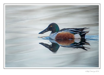 shoveler-1d-frm-copy.jpg