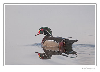wood-duck-1-frm-copy-2.jpg