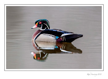 wood-duck-1-frm-copy.jpg