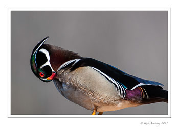 wood-duck-14-frm.jpg