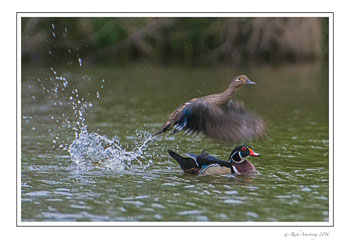 wood-duck-1c_.jpg