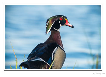 wood-duck-1d-frm-copy.jpg