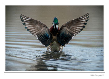 wood-duck-1f-frm-copy.jpg