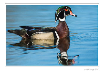 wood-duck-2-M-frm.jpg