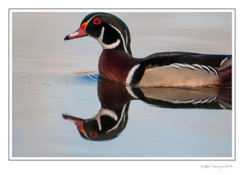 wood-duck-2-frm-copy-2.jpg