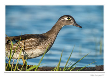 wood-duck-7d-female-frm-copy.jpg