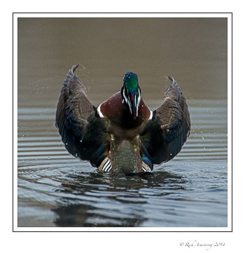 wood-duck-7f-copy.jpg