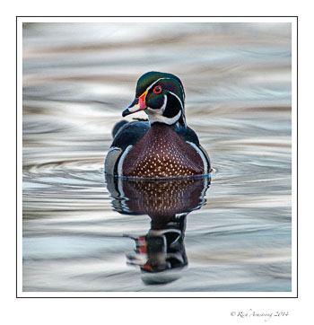 wood-duck-9d-frm-copy.jpg