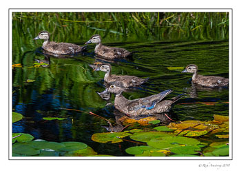 wood-duck-family-1-copy.jpg