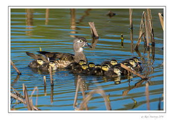 wood-duck-family-2-frm.jpg