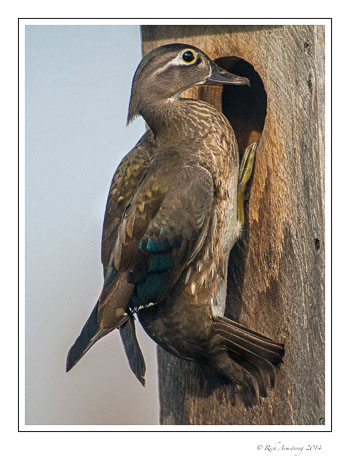 wood-duck-female-4f-copy.jpg