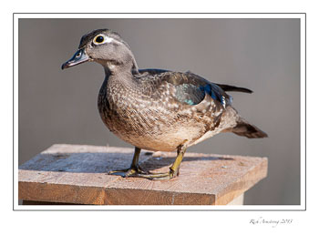wood-duck-female-frm-copy.jpg