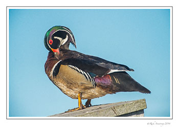 wood-duck-male-3k-frm-copy.jpg
