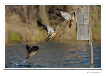 wood-duck-trio-frm-copy.jpg