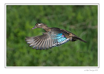 woodduck5frm.jpg
