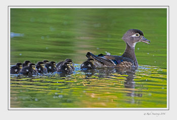 woodduckfamily1frm.jpg