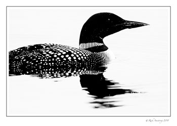 zen-loon-2-copy.jpg