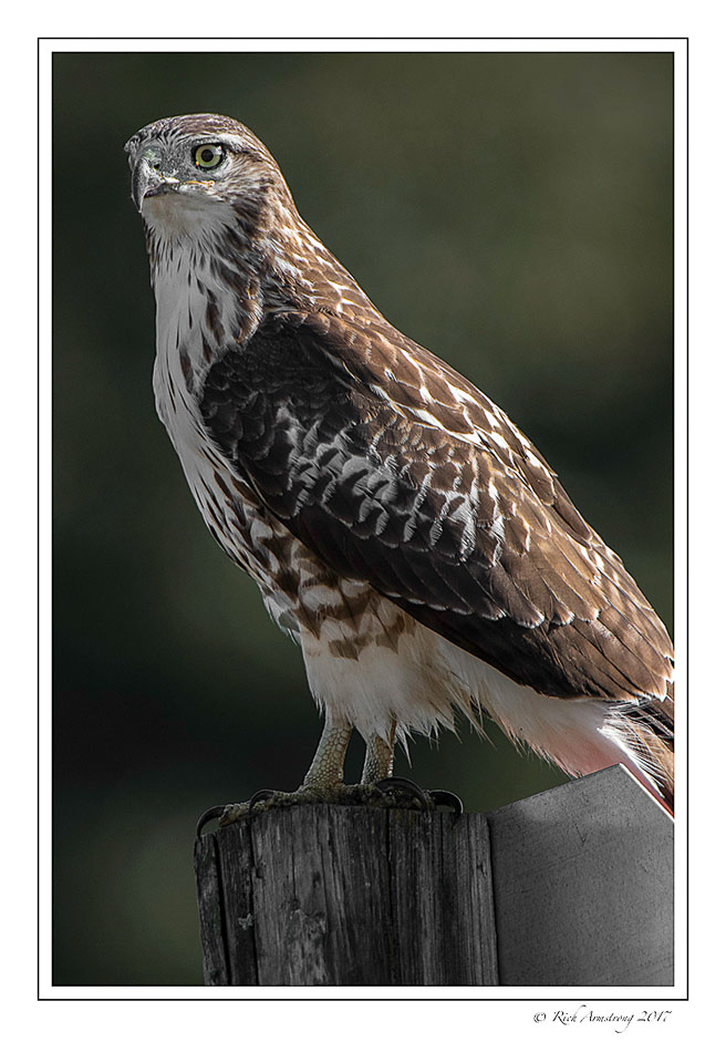 Red-tailed-hawk-2-copy.jpg